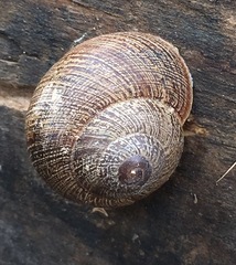 Xerarionta intercisa