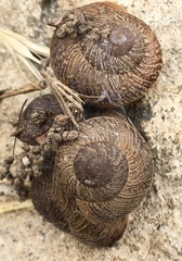 Xerarionta intercisa