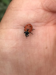 Hippodamia quinquesignata