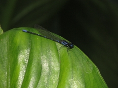 Argia oculata