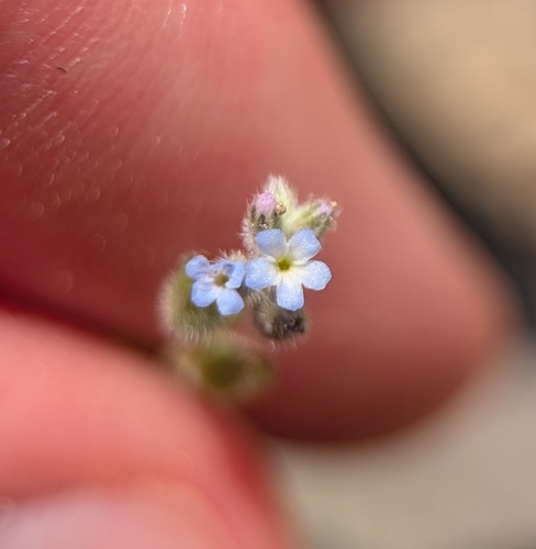 Blue Forget-Me-Not