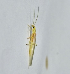 Perlodidae