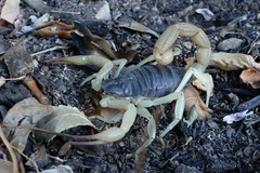Hadrurus spadix