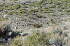 Odocoileus hemionus inyoensis