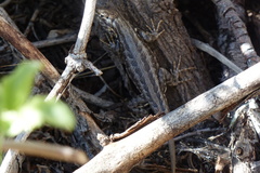 Sceloporus graciosus graciosus