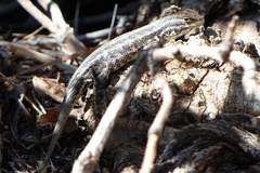 Sceloporus graciosus graciosus