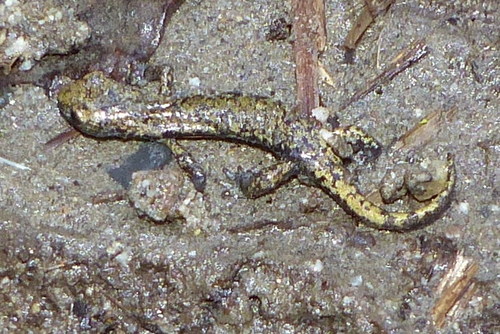 iNaturalist observation photo of Mount Lyell Salamander