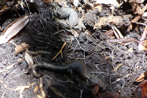 iNaturalist observation photo of Inyo Mountains Salamander