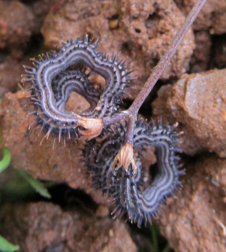 Scorpiurus muricatus iNat (1)