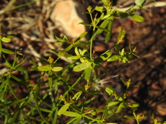 Euphorbia boetica, photograph (c) Duarte Frade, some rights reserved (CC BY)