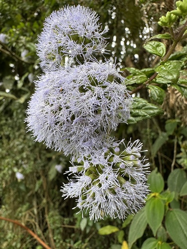 Asplundianthus arcuans