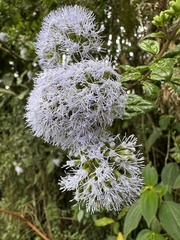 Asplundianthus arcuans