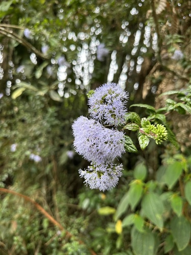 Asplundianthus arcuans, photograph 2