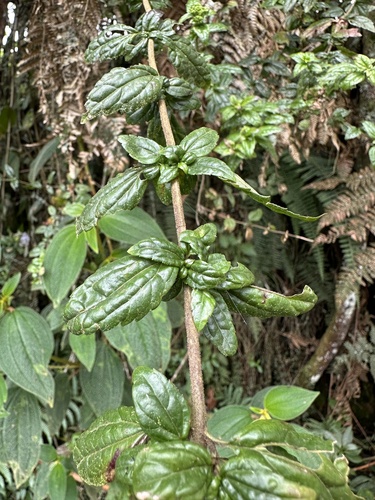 Asplundianthus arcuans, photograph 3