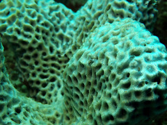 Holopsamma laminaefavosa