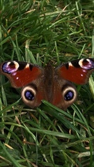 Aglais io