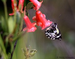 Delias carstensziana