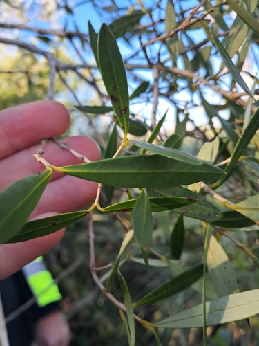 Myrceugenia glaucescens, photograph 3