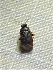 Phoenicocoris