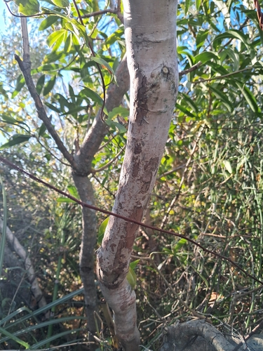 Myrceugenia glaucescens, photograph 4