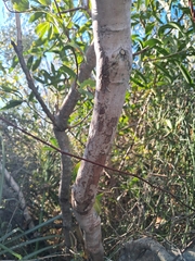 Myrceugenia glaucescens, photograph (c) Claudia Gil, some rights reserved (CC BY)