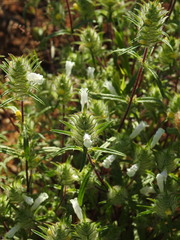 Cleonia lusitanica, photograph (c) Duarte Frade, some rights reserved (CC BY)