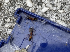 Myrmarachne elongata