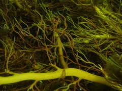 Cystophora moniliformis