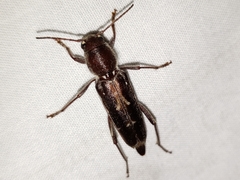 Xylotrechus sagittatus