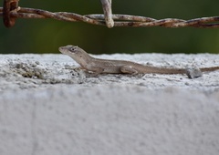 Anolis sagrei