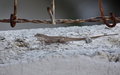 Anolis sagrei