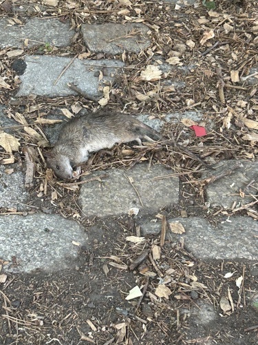 Rat photographed near here on 2026-05-18