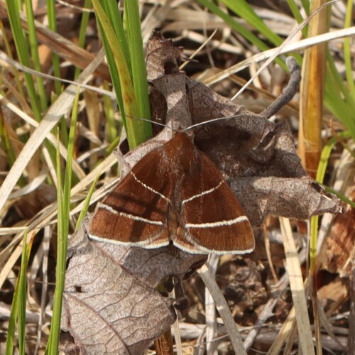 Four-lined Chocolate Moth photo 3