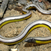 North American Legless Lizards - Photo (c) Flaxington, some rights reserved (CC BY-NC), uploaded by Flaxington