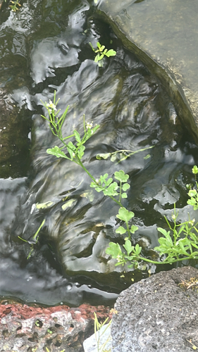 Cardamine occulta observed 2026-05-18