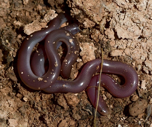 Eurasian Blind Snake
