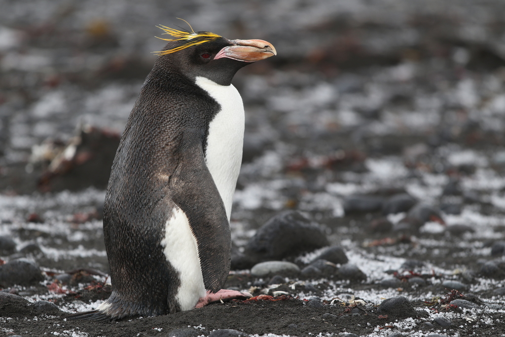 Macaroni Penguin