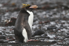 Macaroni Penguin photo 4