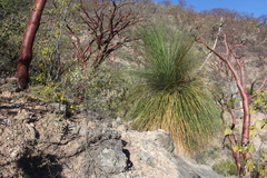 Dasylirion longissimum