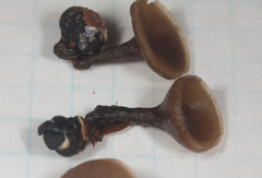Monilinia