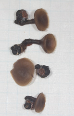 Monilinia
