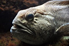 Spotted Catfish photo 4