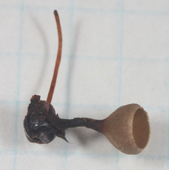 Monilinia
