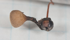 Monilinia