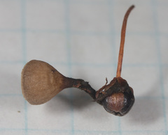 Monilinia