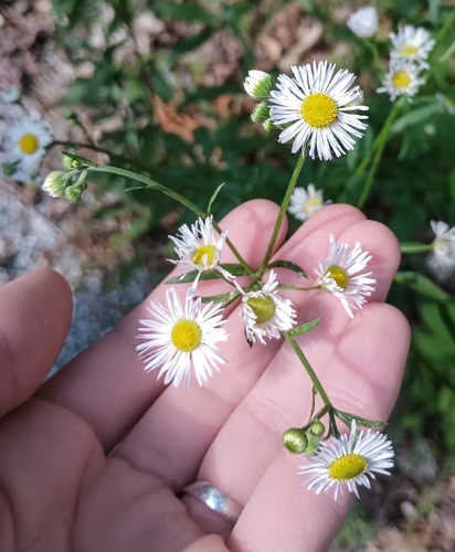 daisy fleabane