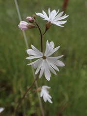 Lithophragma parviflorum parviflorum
