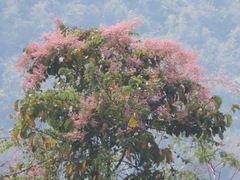 Congea tomentosa