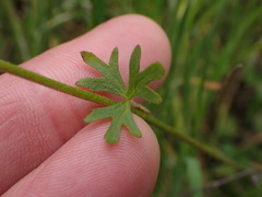Lithophragma parviflorum parviflorum