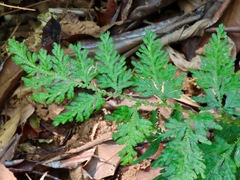 Selaginella delicatula